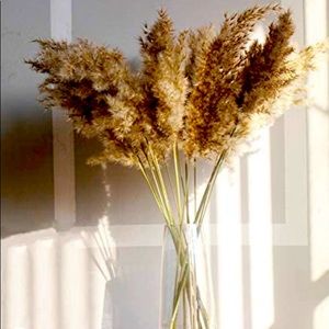 Fluffy pampas grass